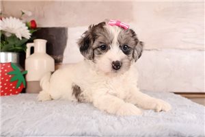 Raylin - Mixed/Other for sale