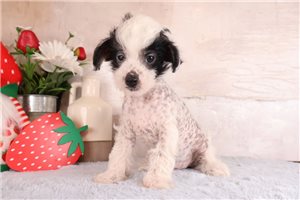 Reggie - Mixed/Other for sale