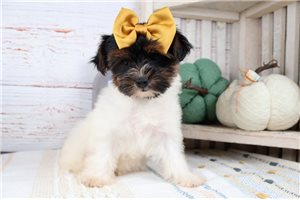 Helda - Morkie / Yorktese for sale