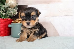 Knox - Morkie / Yorktese for sale
