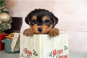 Kevin - Morkie / Yorktese for sale