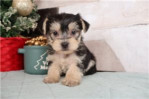 Karter - Morkie / Yorktese for sale