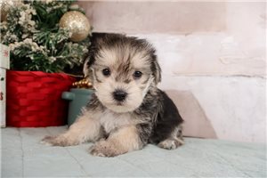 Kyrie - Morkie / Yorktese for sale