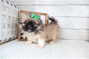 Raylin - puppy for sale