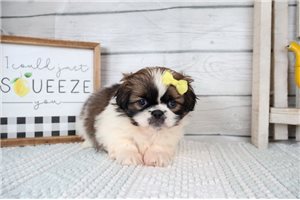 Rayne - puppy for sale