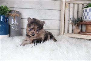 Waylon - Pomeranian for sale