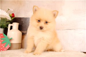 Daxton - Pomeranian for sale