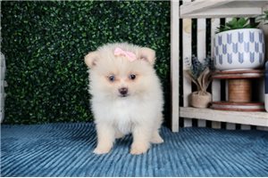 Vivian - Pomeranian for sale