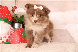 Darcy - Pomeranian for sale