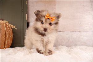 Tori - puppy for sale
