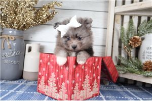 Addison - Pomeranian for sale