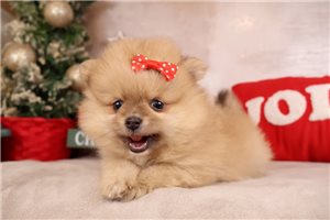 Gretchen - Pomeranian for sale