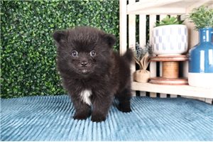 Victor - Pomeranian for sale