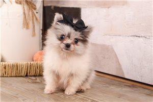 Celine - Pomeranian for sale