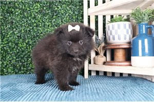 Violet - Pomeranian for sale