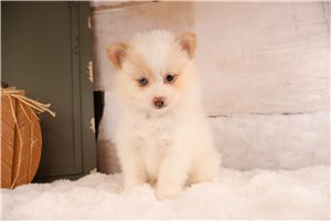 Tiller - puppy for sale