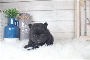 Walter - Pomeranian for sale