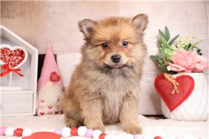 Ethan - Pomeranian for sale