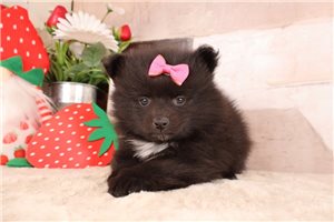 Dixie - puppy for sale