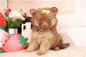 Diamond - puppy for sale