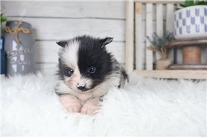 Wesley - Pomeranian for sale