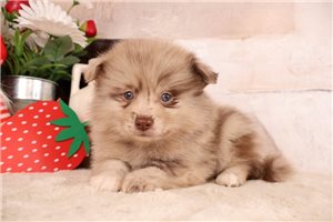 Desmond - puppy for sale