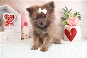 Tyra - puppy for sale