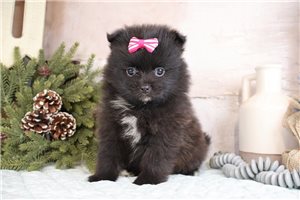 Isabella - Pomeranian for sale