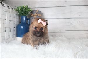 Wren - Pomeranian for sale