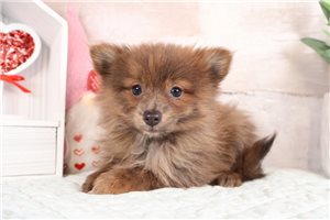 Travis - Pomeranian for sale