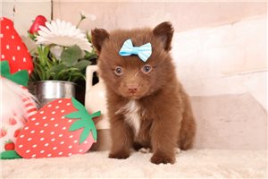 Divine - puppy for sale