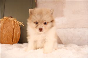 Timber - puppy for sale