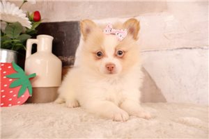 Desiree - puppy for sale