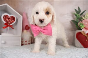 Kaelyn - puppy for sale