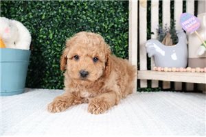 Wyatt - Poodle, Toy for sale