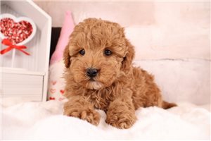 Tadeo - Poodle, Miniature for sale