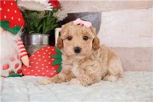 Fatima - puppy for sale