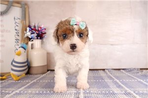 Ocean - puppy for sale