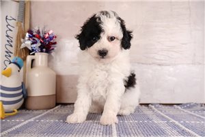 Ombre - puppy for sale