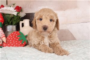 Ferguson - Miniature Poodle for sale