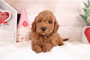Talbot - puppy for sale