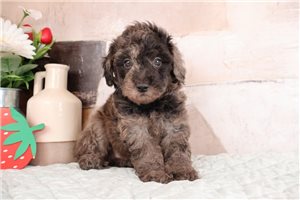 Jock - Poodle, Miniature for sale