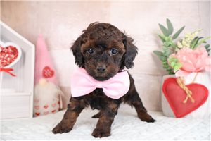 Kado - puppy for sale