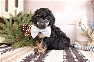 Denzel - Poodle, Miniature for sale