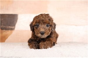 Teddy - puppy for sale