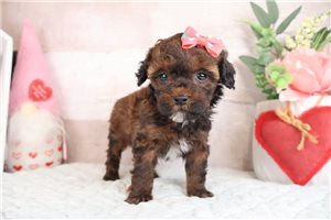 Kadee - Poodle, Miniature for sale