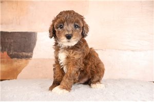 Teton - puppy for sale