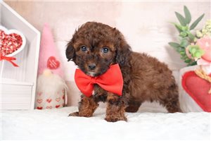 Kanaan - puppy for sale