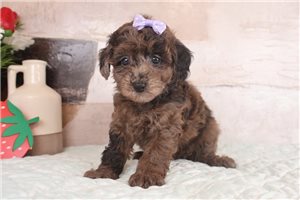 Flower - puppy for sale