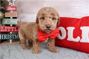 Frederick - Poodle, Miniature for sale